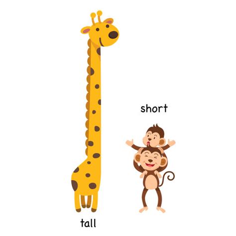 Tall And Short Illustrations, Royalty-Free Vector Graphics & Clip Art ...