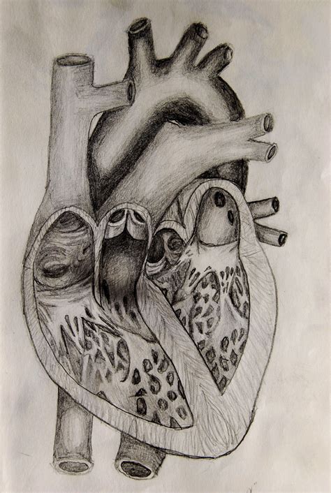 Realistic Heart Drawing at GetDrawings | Free download