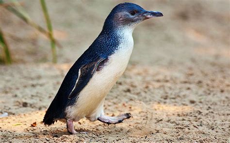 Meet the Adorable Fairy Penguin, the Smallest Penguin Species on Earth!