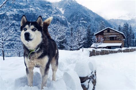 12 Pet-Friendly Hotels in Canmore → From Luxury to Budget