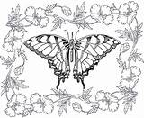 14 Butterfly Coloring Pages For Adults  The Graphics Fairy sketch template