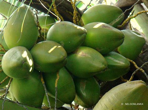 Discover-SriLanka: SRI LANKA - COCONUT