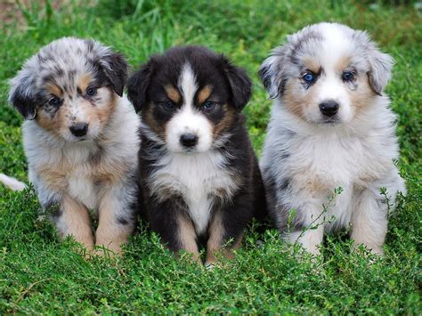 Rules of the Jungle: Australian shepherd puppies | Australian shepherd puppies, Australian sheep ...