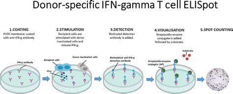 ELISpot assay and prediction of organ transplant rejection - Girmanova ...