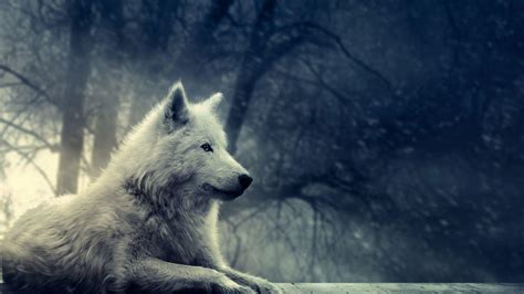 White Wolf Wallpapers - Wallpaper Cave