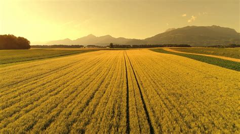 Aerial Agricultural Farm With Vast Wheat Stock Footage SBV-317247638 - Storyblocks