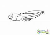 tadpole coloring page 1  Learn About Nature sketch template