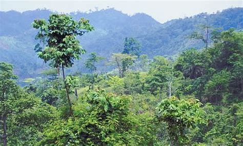 Rainforest Canopy Layers | Facts, Information & Pictures