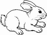 Free Rabbit Coloring Pages sketch template