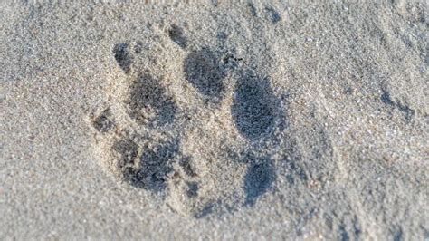 What Do Coyote Tracks Look Like: Identification & Pictures