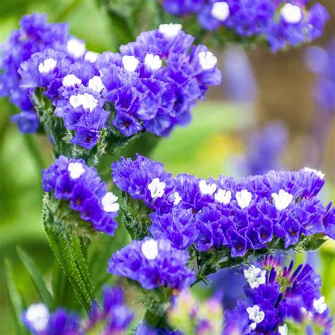 Limonium Statice Blue Garden Flower Plant Seed With Low Water Requirements