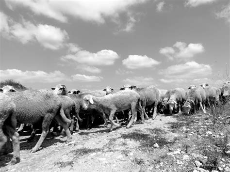 Gambar : hitam dan putih, margasatwa, membelai, kawanan, domba ...