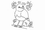 Robin Coloring Pages sketch template