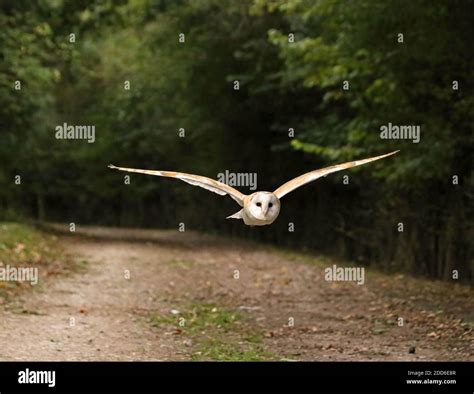 British Barn owl flying in full flight , with open wings Stock Photo - Alamy