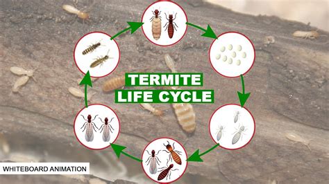 THE LIFE CYCLE OF THE TERMITE - YouTube