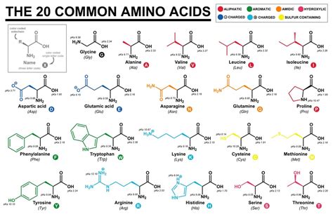 What Are The Two Rare Amino Acids? » ScienceABC