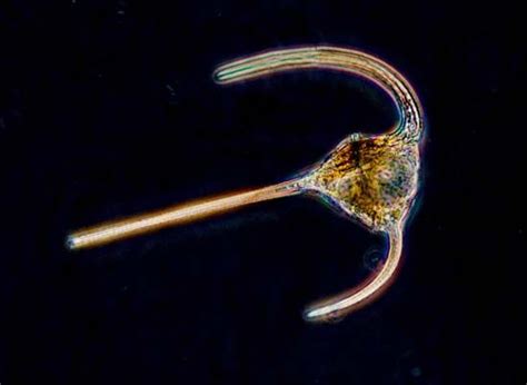 Dinoflagellate | organism | Britannica.com