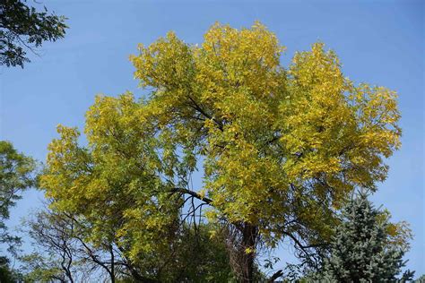 Green Ash Tree Facts, Identification, and Management