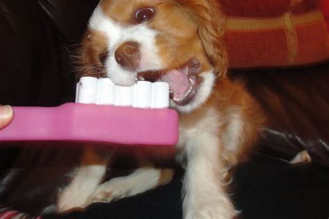 Cavalier King Charles Spaniel Grooming: 5 Essential Steps