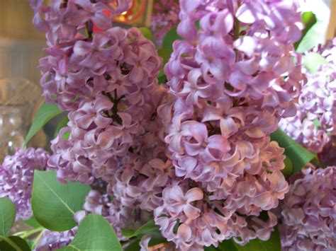 Writing Straight from the Heart: Lovely Lavender Lilacs