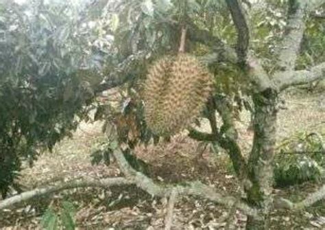 DIJUAL LAHAN Kebun Durian Montong