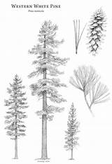 Western White Pine Coloring Page sketch template