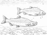 Salmon Coloring Pages  ColoringBay sketch template