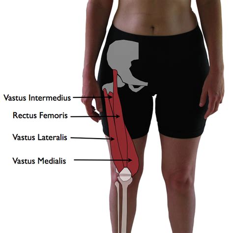 Vastus Lateralis Trigger Points: The Knee Pain Trigger Points - Part 1 | TriggerPointTherapist.com