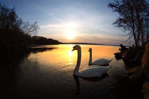 Swans in sunset | Free stock photos - Rgbstock - Free stock images | johnnyberg | April - 08 ...