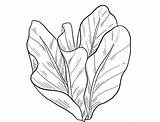 Lettuce coloring Page  Coloring Pages 🎨 sketch template