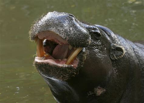 Hippo Teeth: Everything You Need to Know (Size, Cleaning & More)