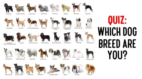 Quiz: Which Dog Breed Are You? - WomenWorking