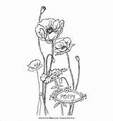 18  Poppy Coloring Pages PDF JPG sketch template