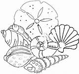 Sand Dollar Coloring Page  Home sketch template