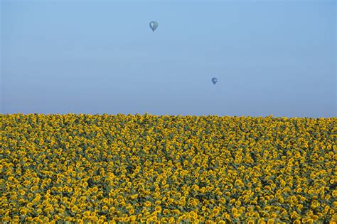 HOT AIR BALLOONS OVER SUNFLOWER FIELD_SR12IGE00153_ GALILE… | Flickr