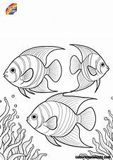 Angelfish Coloring Pages Free Printables sketch template