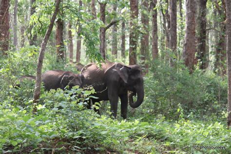 101tripz "Simply the best Holidays": Dandeli Wildlife Sanctuary, Karnataka