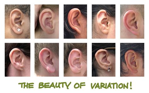 Human Anatomy for the Artist: The External Ear: Shhh, I'm Listening to Reason!