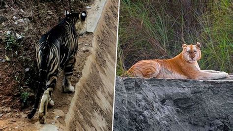 Rare 'Melanistic Black Tiger' Spotted in Odisha; From Rare Golden Tiger to Majestic Snow Leopard ...