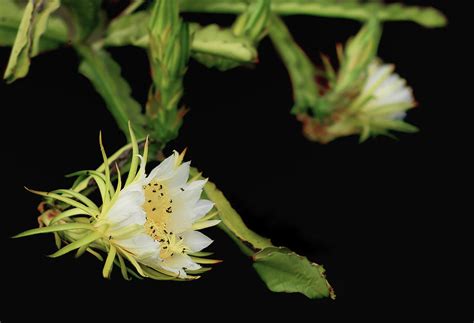 Fragrant White Dragon Fruit Flower Photograph by Sheryl Caston - Fine Art America