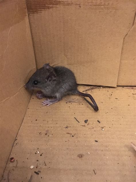 House Mouse or Deer Mouse? found in Dec, Louisiana : r/species