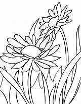 Daisy Coloring Pages  Best For Kids sketch template