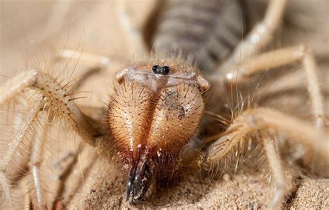 Arizona Man Finds A Scorpion/Spider Hybrid And I May Never Sleep Again – Inner Strength Zone