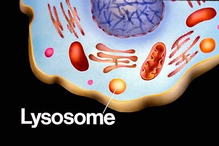Cells!: Lysosomes
