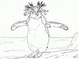 Adelie Penguin Coloring Page  Nation sketch template
