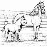 Free Printable Horse Coloring Pages For Kids  35 horse coloring pages sketch template