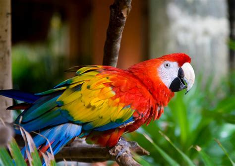 Macaw Clay Licks in the Peruvian Amazon Rainforest - 2020 Travel Recommendations | Tours, Trips ...