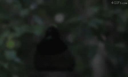 A bird shows off with a dance | GIF | PrimoGIF