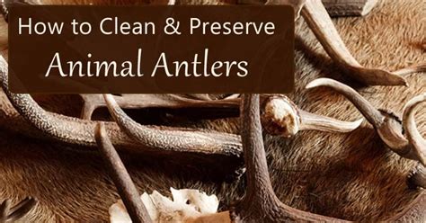 How to Clean Antlers: The Complete Guide - Mom Goes Camping