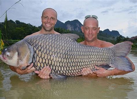 An introduction to giant fish in Mekong river